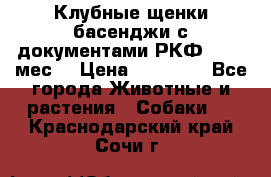 Клубные щенки басенджи с документами РКФ - 2,5 мес. › Цена ­ 20 000 - Все города Животные и растения » Собаки   . Краснодарский край,Сочи г.